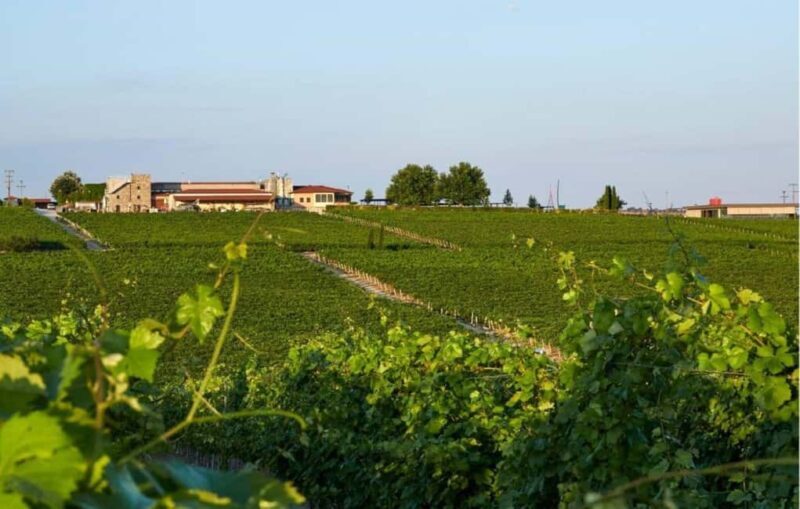 Private Wine & Museum Tour at Gerovassiliou Winery - Who Will Love This Tour?