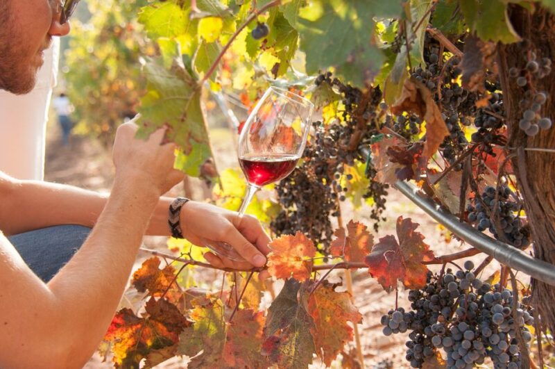 private-wine-tapas-cava-experience-from-barcelona