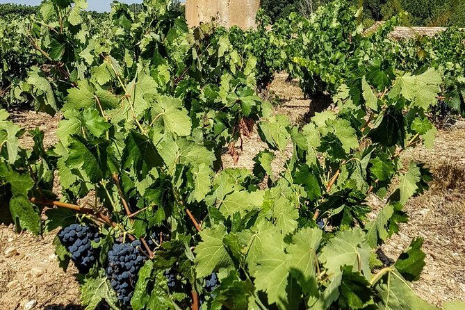 private-wine-tasting-and-visit-tour-in-ribera-duero