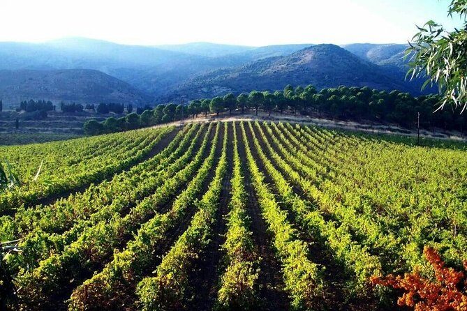 Private Wine Tasting Day Tour from Beirut - A Detailed Look at the Private Wine Tasting Day Tour from Beirut