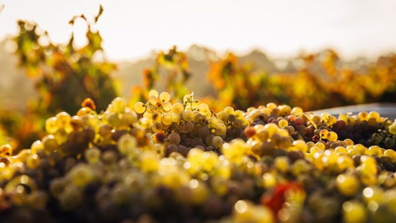 private-wine-tasting-experience-in-athens