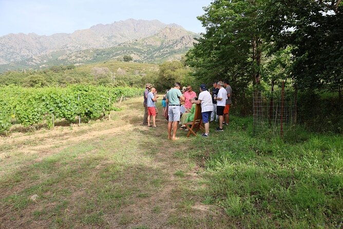 private-wine-tasting-tour-around-ile-rousse-and-calvi-4