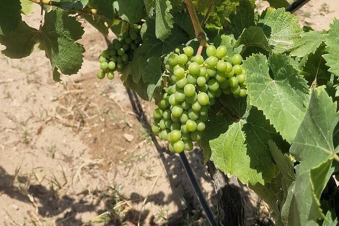 private-wine-tasting-tour-at-2-wines-setubal-sesimbra