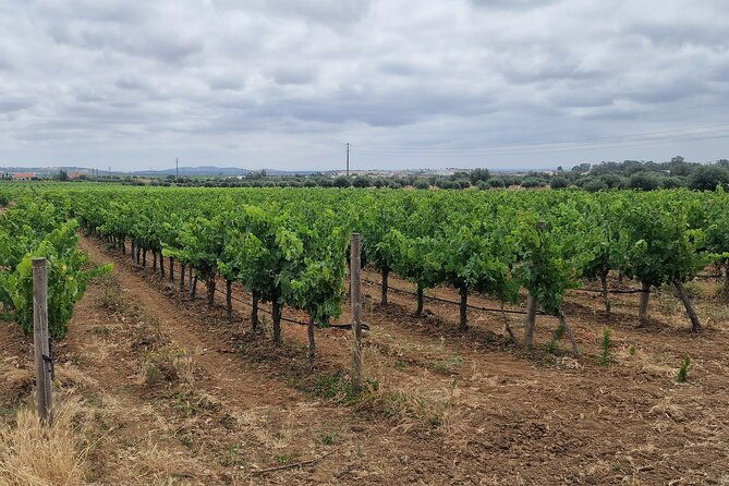 private-wine-tasting-tour-at-2-wines-setubal-sesimbra