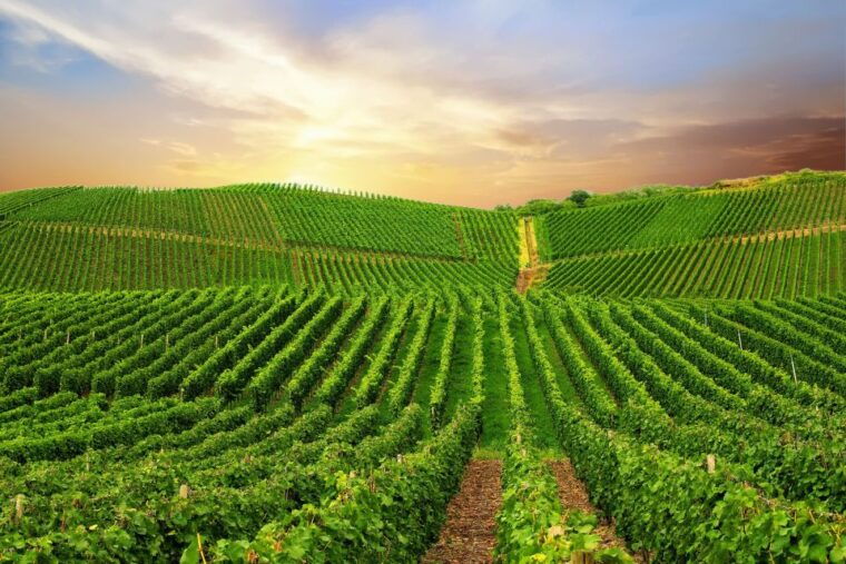 private-wine-tasting-tour-in-munich-with-a-wine-expert