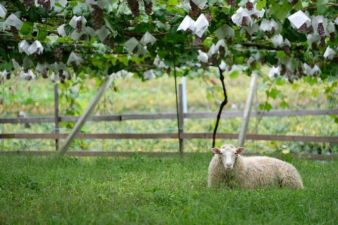 private-wine-tasting-tour-in-yamanashi-prefecture