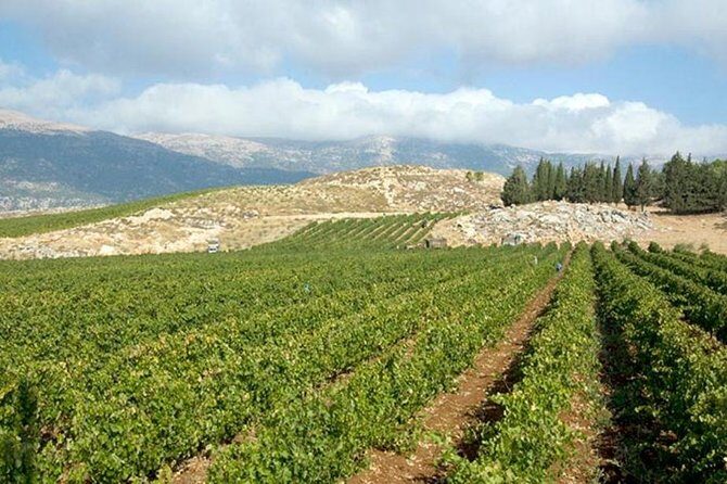 PRIVATE Wine Tasting Tour to the Bekaa Valey Fabulous Wineries - Why This Tour Offers Great Value for Wine Enthusiasts