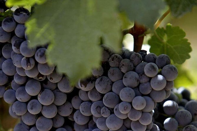PRIVATE Wine Tasting Tour to the Bekaa Valey Fabulous Wineries - Authentic Experiences and Hidden Gems
