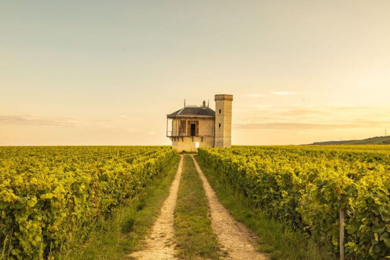 private-wine-tour-in-cote-de-nuits-and-cote-de-beaune