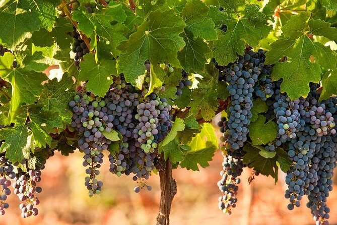 Private wine tour of Northern Israel - Who is this tour best for?