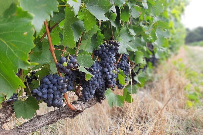 Private Wine Tour of Stellenbosch, Franschhoek and Paarl - What’s Included and What’s Not