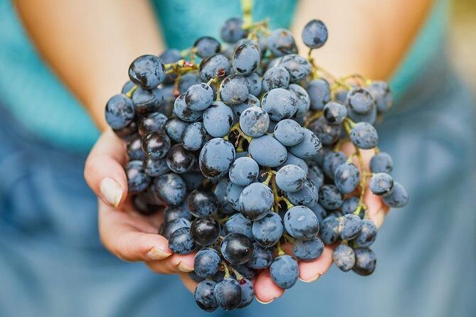 Private Wine Tour of the vineyards on the French Riviera - Final Thoughts