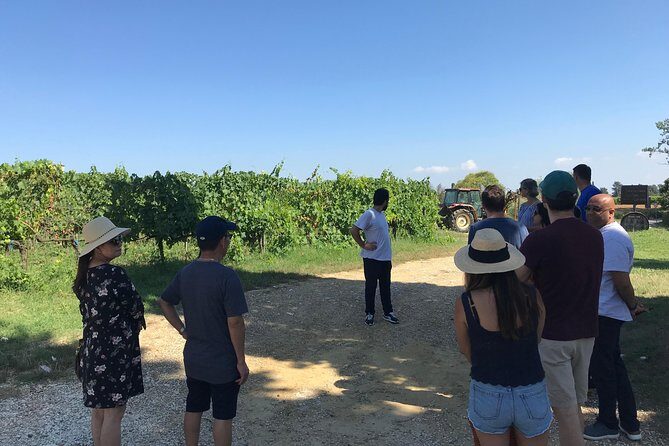 Private wine tour on the magical hills of Lucca (2 wineries) - The Itinerary: What to Expect from the Day