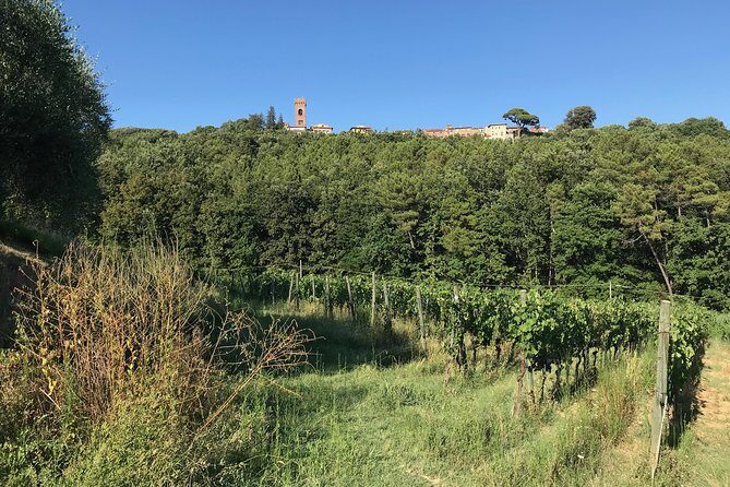 Private wine tour on the magical hills of Lucca (2 wineries) - Final Thoughts: Who Will Love This Tour?