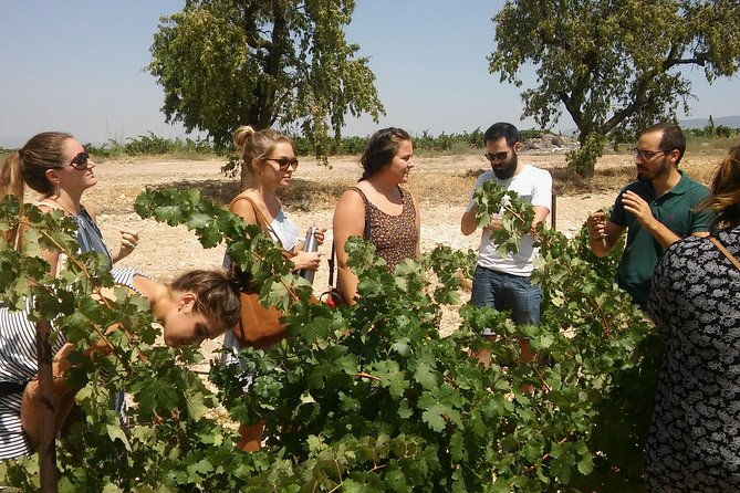 private-wine-tour-with-wine-tasting-and-full-lunch