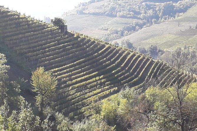 private-winery-and-vineyard-tour-with-wine-tasting