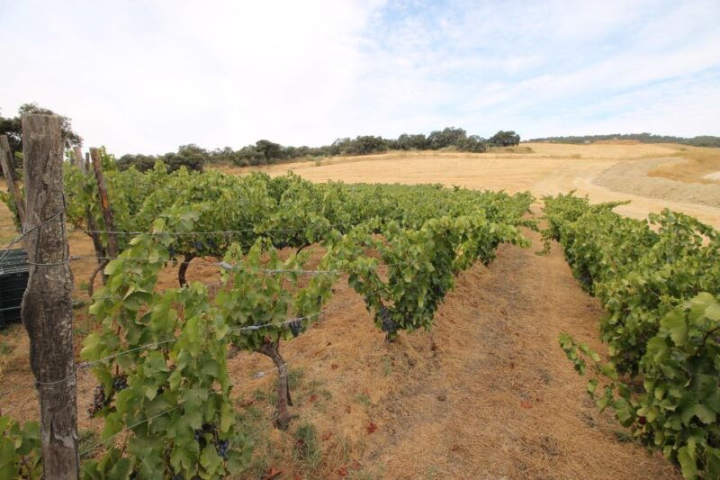 private-winery-tour-and-visit-to-ronda