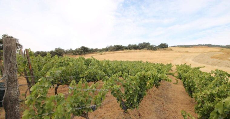 private-winery-tour-and-visit-to-ronda