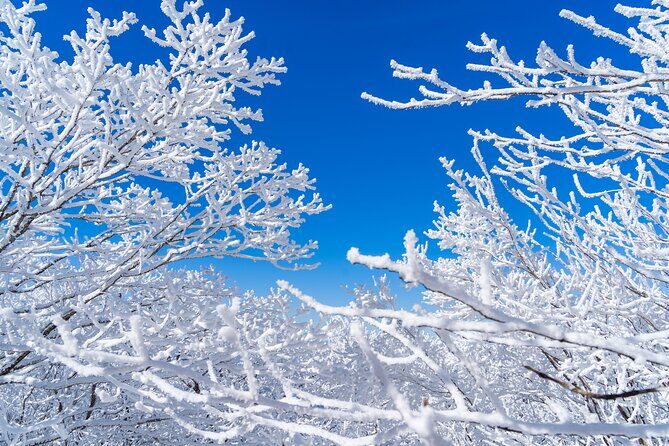 Private Winter Blossom Photo Tour with Free Photo Service - Key Points