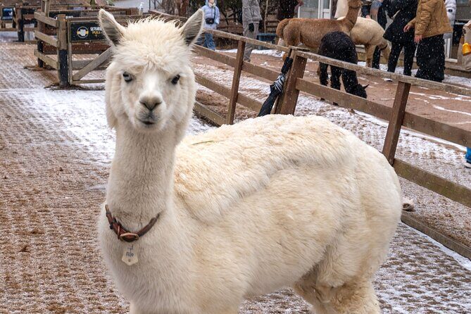 Private Winter Blossom Photo Tour with Free Photo Service - The Experience Breakdown: What to Expect