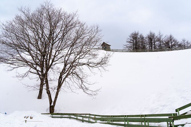 Private Winter Blossom Photo Tour with Free Photo Service - Final Thoughts: Is It Worth It?