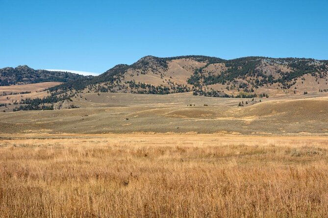 private-wolf-wildlife-watching-in-yellowstones-lamar-valley