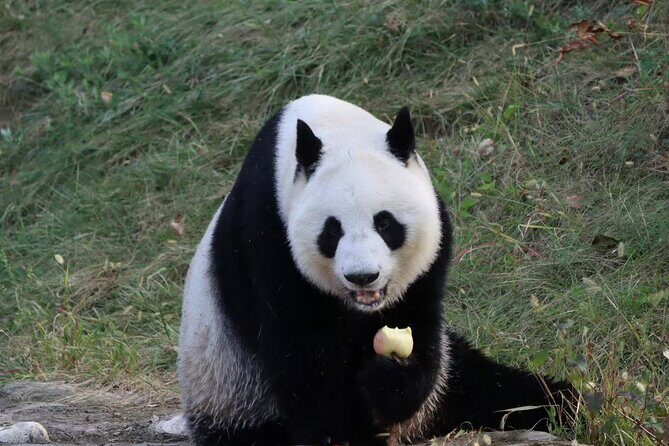 Private Xi'an Half day Panda Qizai Tour - Introduction