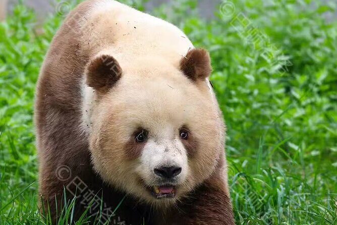 Private Xi'an Half day Panda Qizai Tour - Detailed Breakdown of the Itinerary