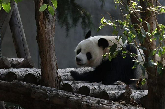 Private Xi'an Half day Panda Qizai Tour - Practical Aspects and Value