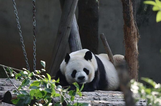 Private Xi'an Half day Panda Qizai Tour - Authentic Insights from Past Travelers