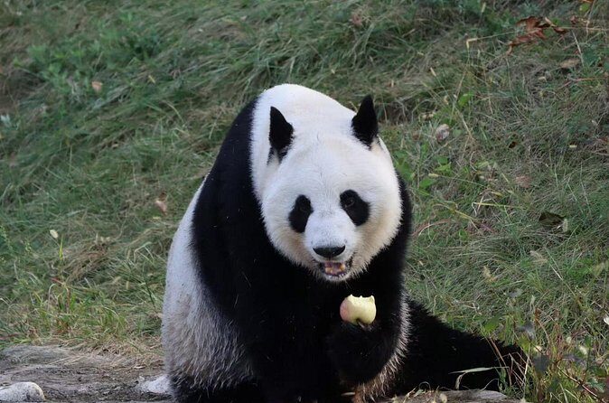Private Xi'an Half day Panda Qizai Tour - Final Thoughts on Value and Suitability