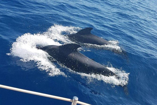 private-yacht-tour-with-whale-and-dolphin-watching-33-foot-boat-2