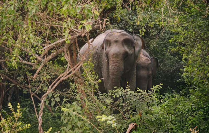 Private Yala Safari from Galle  Eco Jeep Adventure - Key Points