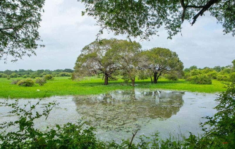 Private Yala Safari from Galle  Eco Jeep Adventure - An In-Depth Look at the Yala Safari Experience