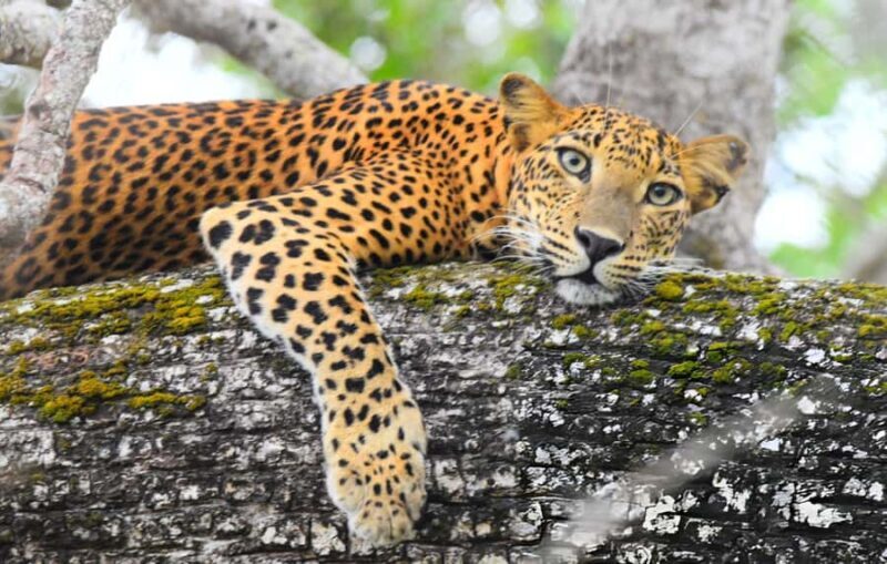 Private Yala Safari from Galle  Eco Jeep Adventure - The Itinerary Breakdown