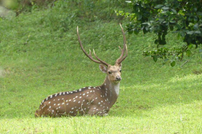 Private Yala Safari Full or Half Day Leopard Tour - Key Points