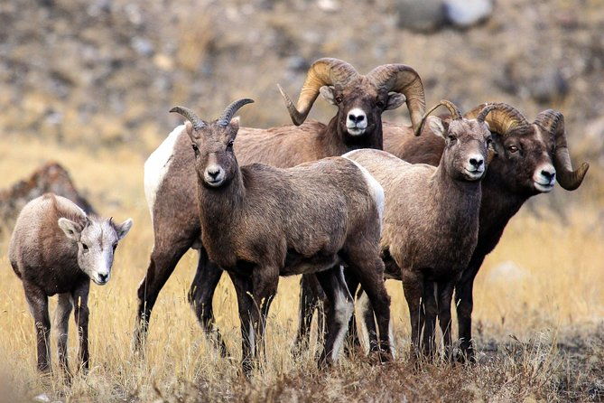 private-yellowstone-national-park-sightseeing-tour-with-lunch