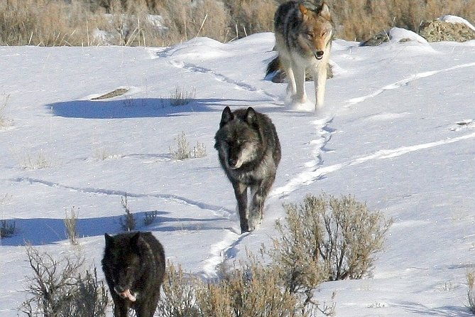 private-yellowstone-national-park-sightseeing-tour-with-lunch