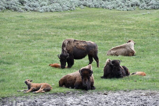 private-yellowstone-park-van-tours-from-bozeman