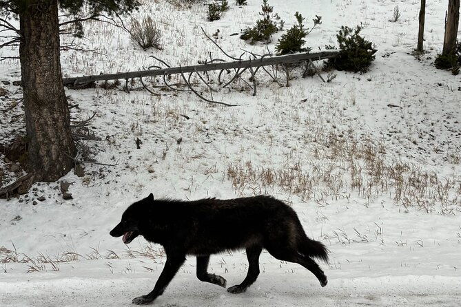 private-yellowstone-park-van-tours-from-bozeman