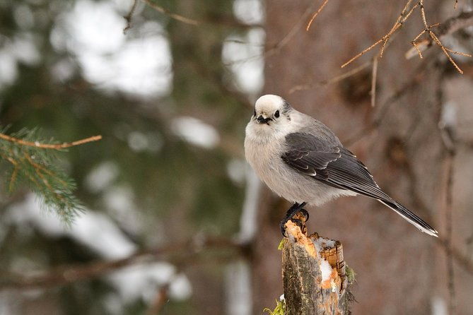 private-yellowstone-wildlife-sightseeing-tour