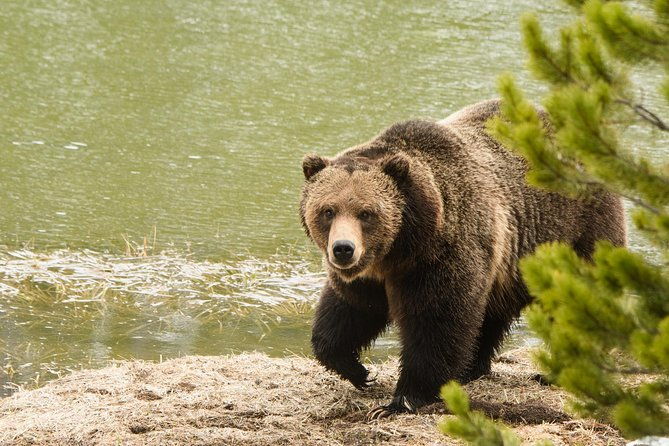 private-yellowstone-wildlife-sightseeing-tour