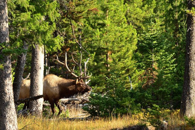 private-yellowstone-wildlife-sightseeing-tour