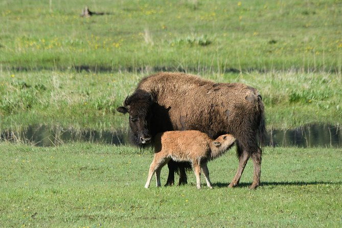 private-yellowstone-wildlife-sightseeing-tour