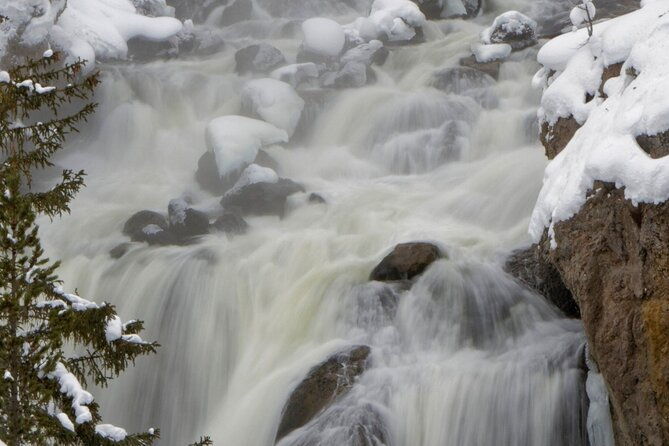 private-yellowstone-winter-wolf-watching-and-wildlife-safari-2