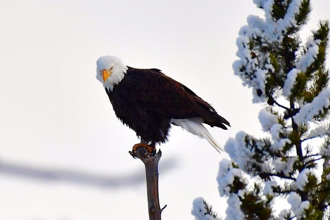 private-yellowstone-winter-wolf-watching-and-wildlife-safari