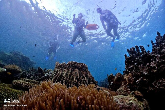PRO-SNORKELING to Explore Hidden Coral Reefs (MAX 10 PAX) - The Value for Money