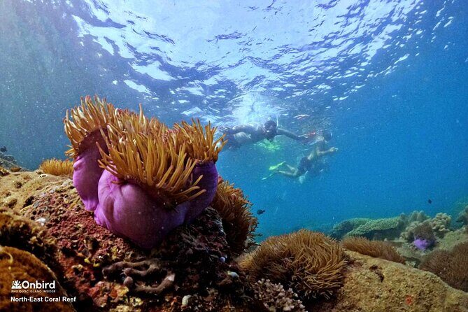 PRO-SNORKELING to Explore Hidden Coral Reefs (MAX 10 PAX) - Who Will Love This Tour?