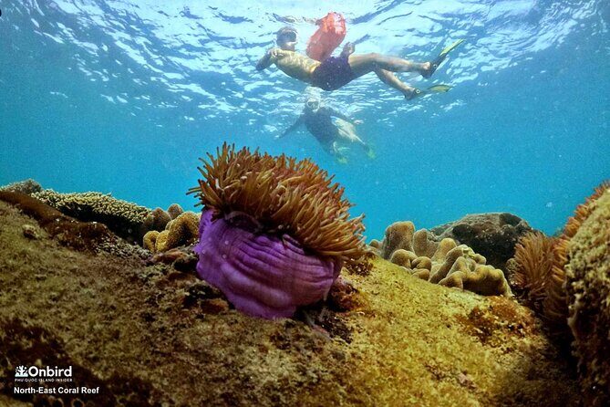 PRO-SNORKELING to Explore Hidden Coral Reefs (MAX 10 PAX) - FAQ