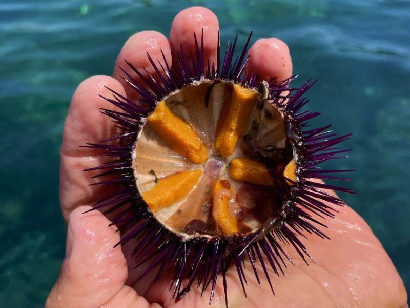 procida-boat-tour-with-swimming-stops-and-underwater-photos